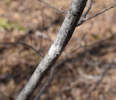 Corylus sieboldiana mandshurica