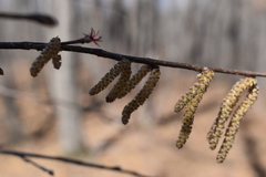 Corylus sieboldiana mandshurica