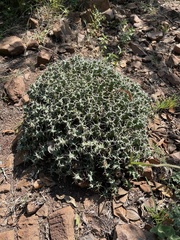 Euphorbia clavigera