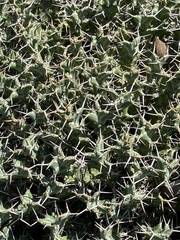 Euphorbia clavigera