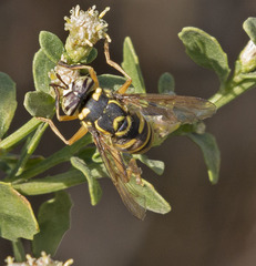 Spilomyia interrupta