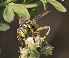 Spilomyia interrupta