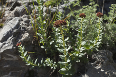 Rhodiola heterodonta