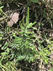 Pellaea atropurpurea