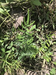 Pellaea atropurpurea