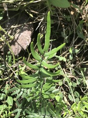 Pellaea atropurpurea