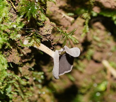 Helvella fibrosa
