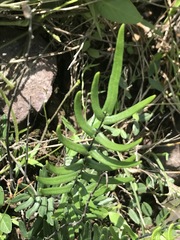 Pellaea atropurpurea