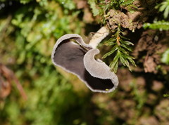 Helvella fibrosa