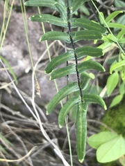 Pellaea atropurpurea