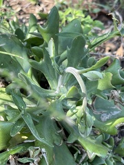 Kleinia fulgens