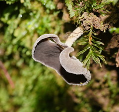 Helvella fibrosa