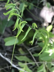 Pellaea atropurpurea