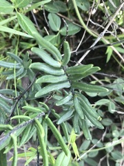 Pellaea atropurpurea
