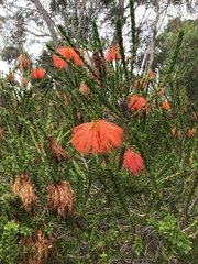 Melaleuca sparsa