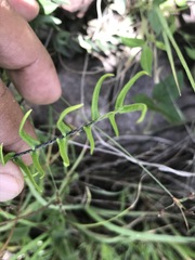 Pellaea atropurpurea