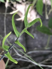 Pellaea atropurpurea