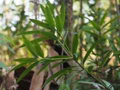 Podocarpus nakaii