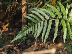 Microlepia calvescens