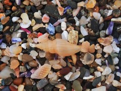 Guraleus tasmanicus