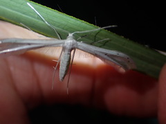 Pterophorus monospilalis