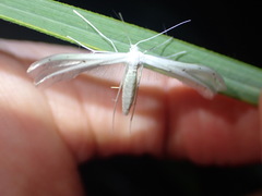 Pterophorus monospilalis