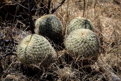 Coryphantha recurvata recurvata