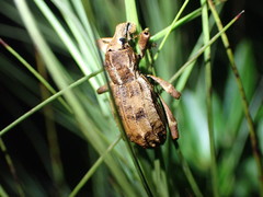 Anagotus oconnori