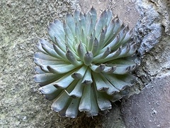 Orostachys