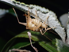 Macropathini