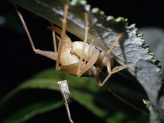 Macropathini