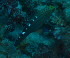 Koumansetta rainfordi