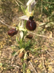 Ophrys exaltata