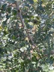 Zanthoxylum humile