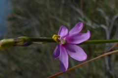 Ixia stricta