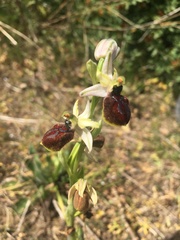 Ophrys exaltata