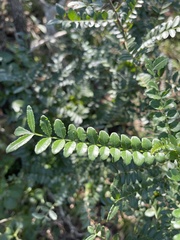 Zanthoxylum humile