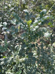 Zanthoxylum humile