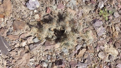 Cylindropuntieae