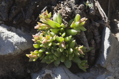 Rosularia alpestris