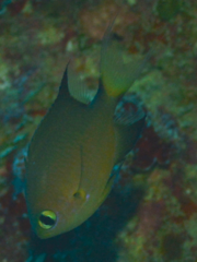 Pycnochromis atripes