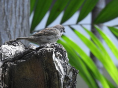 Passer montanus