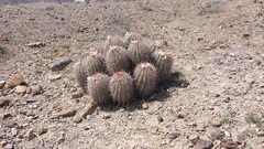 Homalocephala polycephala