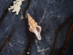 Marmorofusus nicobaricus