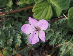 Erodium cicutarium