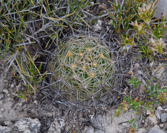 Coryphantha cornifera