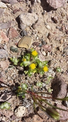 Eriophyllum pringlei