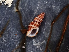 Maculotriton serriale