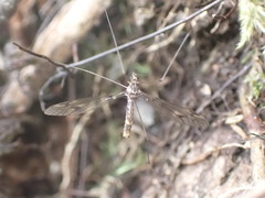 Leptotarsus cubitalis