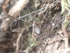 Leptotarsus cubitalis